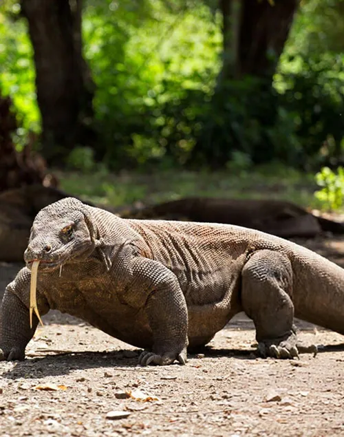 Komodo Island