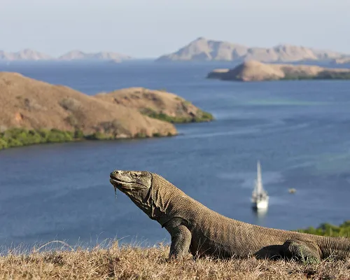 komodo view by lombokkomodotrip photographer