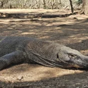 Komodo Dragon Island Tours