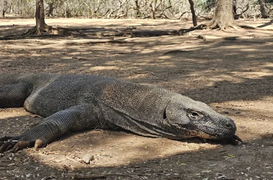 Komodo Dragon Island Tours