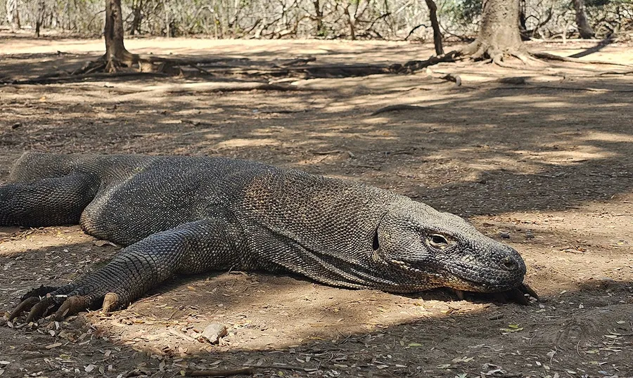 Komodo Dragon Island Tours