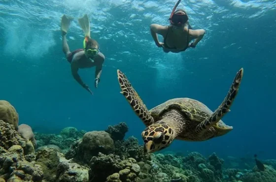 Gili Islands Snorkeling Tour: A Private Underwater Safari