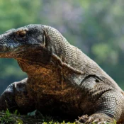 komodo island tours