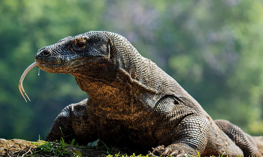komodo island tours